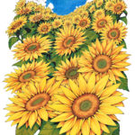 Sunflowerz